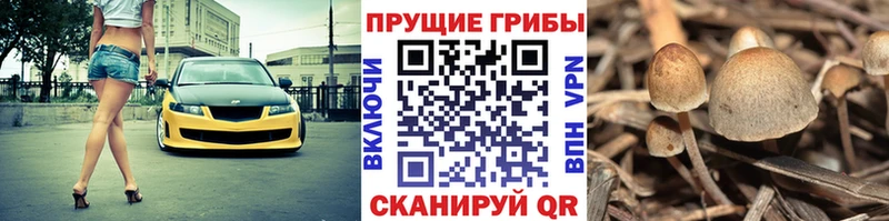 Купить где  Рославль  Псилоцибиновые грибы GOLDEN TEACHER 